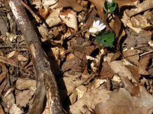 Bloodroot and New Leaf Fall, Bowman's