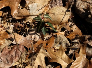 First Spurt of Spring, Bowman's Hill Wildflower Preserve