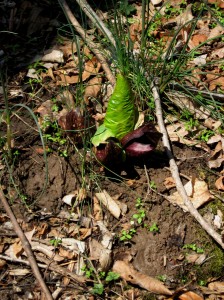 First Flower of Spring --  Skunk Cabbage at Bowman's Hill Wildflower Preserve
