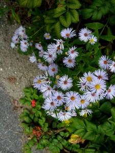 New England Asters in New England