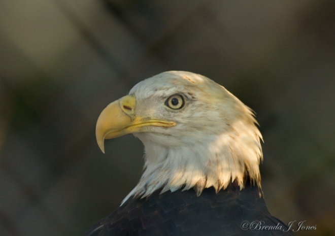 Bald Eagle Head Photograph by David Middleton - Fine Art America