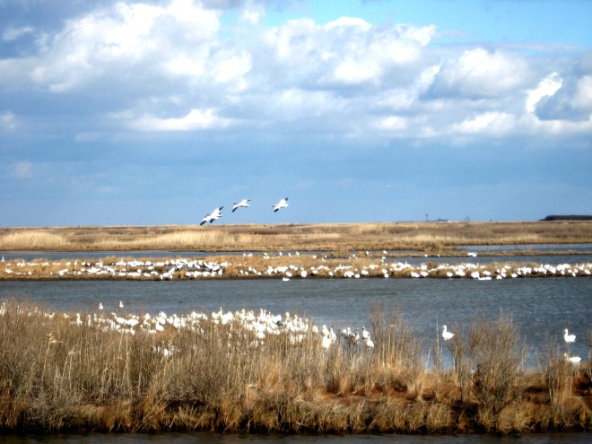 snow-geese-and-changing-skies-brigantine-with-carolyn-yoder-january-2015