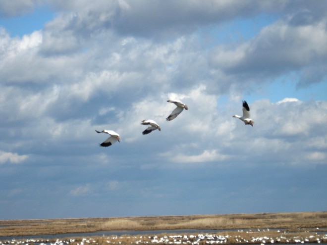 snow-geese-on-the-wing-brigantine-with-carolyn-yoder-january-2015